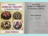 Growing African Violets in South Africa Growing African Violets in South Africa